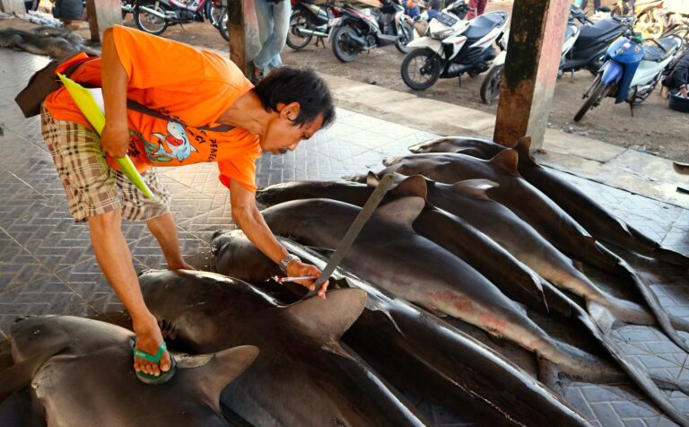 Tanjung Luar, Pelabuhan Ikan Terbesar di Lombok Tanjung Luar, Pelabuhan Ikan Terbesar di Lombok