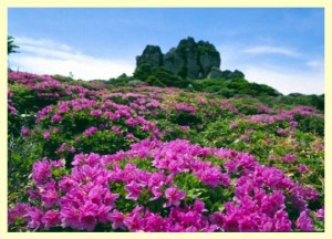 vegetasi di lereng gunung Hallasan