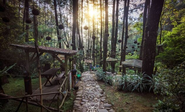 Hutan pinus di kawasan Curug Cilember, Bogor(Dok. Instagram resmi Curug Cilember, @curug_cilember)
