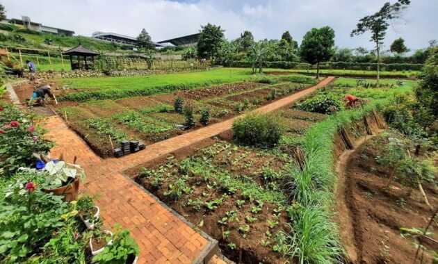 OJ Organic Farm (Dok. Instagram @ojorganicfarm)