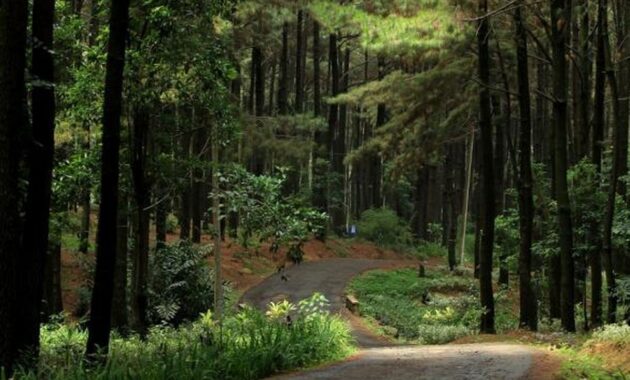 Taman Wisata Alam Gunung Pancar: Petualangan Lengkap di Alam Terbuka