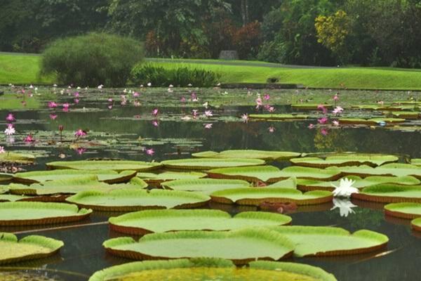 Tanaman lotus di Kebun Raya Bogor